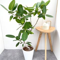 ザミア　プミラ　メキシコソテツ【現品】観葉植物　大型　10号 e74a00504da5dbb9ec6b162c6d5fa5