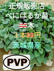 2026年最新】紅はるか苗の人気アイテム - メルカリ