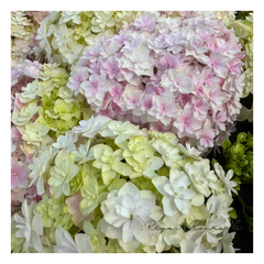 【来年用】アジサイ：ミルフィオリ　ピンク（5号鉢）八重咲きアジサイ　紫陽花　ハイドランジア　母の日　ギフト　鉢花