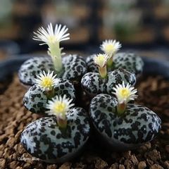 C.ursprungianum G コノフィツム ウルスプルンギアナム多肉 Conophytum
