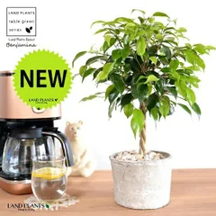 ベンジャミン（トピアリー仕立て） 白色 モスポット シリンダー型 陶器鉢 【天然砕石・育て方】キングハロ キングハロー トピアリー