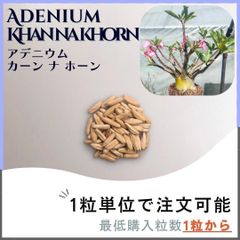 【種子】アデニウム カーン ナ  ホーン/セット割あり 数量1粒から購入OK
