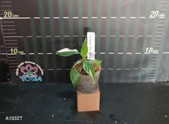 フィロデンドロン　ホワイト　プリンセス　Philodendron　White Princess