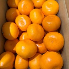 最高級せとか2箱発送！