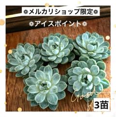 3苗販売 ❁♡コブエケ♡アイスポイント❁ カット苗 寄せ植え 多肉植物