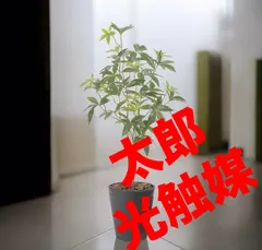 2025年最新】斑入りパキラの人気アイテム - メルカリ