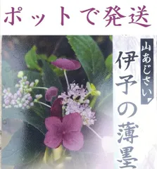 2024年最新】紫陽花の挿し木の人気アイテム - メルカリ