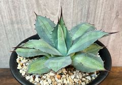 Agave /アガベ パリー ホーチエンシス 吉祥天錦20cm 発根済み 送料込み
