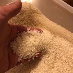 自然栽培(無農薬無肥料)　淡路島産コシヒカリ