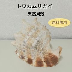 トウカムリガイ 天然貝殻 幅17.0㎝・奥行 13.0㎝・高さ 15.0㎝ 巻貝 中古 現状品 送料無料　3035