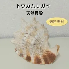 貝殻 トウカムリガイ 巻貝 マダガスカル産 海岸 標本 夏休み自主研究