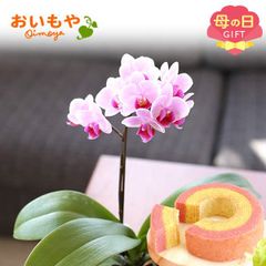 【おいもや公式】母の日限定 胡蝶蘭 ミディ胡蝶蘭【シャオユウ】苺 バウムクーヘン スイーツ 洋菓子 お菓子 鉢植え プレゼント 生花 花 ピンク 白 おしゃれ (お届け時期:5/5～11のいずれか)