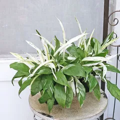 2025年最新】里芋の苗の人気アイテム - メルカリ