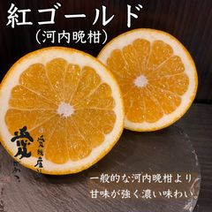 愛媛産　紅ゴールド　河内晩柑　家庭用9kg
