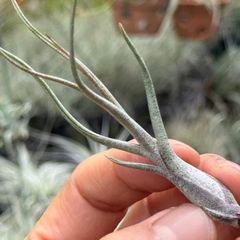 チランジア キングコング- ブッツィー × イオナンタ Tillandsia "KING KONG"＊ Tillandsia butzii x Tillandsia ionantha＊エアプランツ＠フラワーショップ江口
