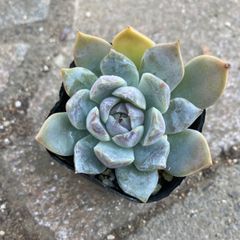 多肉植物 抜き苗 エケベリア デレッセーナ - メルカリ