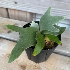 カクレクマノミ様メルカリ便！P.willinckii Jade GirlTC18 Yahoo!オークション - P.willinckii jade girl 〔ウィリンキー