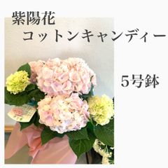紫陽花　アジサイ鉢植え　コットンキャンディー　苗・苗木　5号鉢　最安値