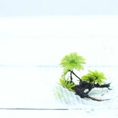 【高原の苔】 大型で透明感のある苔 カサゴケ　テラリウム　苔テラリウム　苔 アクアテラリウム 日陰向き クローズ 密閉容器向け 10本