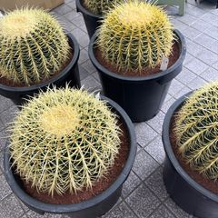 厳選株 フェロカクタス 赤鳳 8号 本物 ロックガーデン - メルカリ