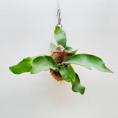 【429S】【第4種郵便発送商品】ビカクシダ（コウモリラン）の苔玉　Sサイズ