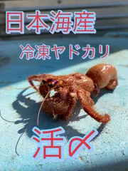 2025年最新】石鯛餌ヤドカリの人気アイテム - メルカリ