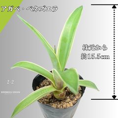 【沖縄育ち】約15.5cm アガベ・ベネズエラ 観葉植物 初心者向け ガーデニング 南国 ☆2-2