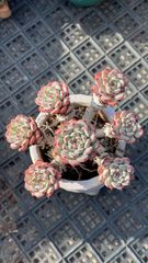 多肉植物 クリスペートビューティー二枚目出品苗 抜き苗 - メルカリ