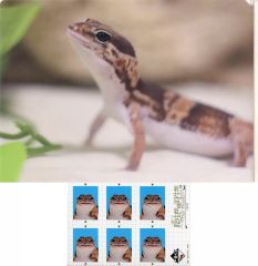 [중고] 상품 세트 니시 아프리카 도마뱀 모도키 A4 클리어 파일 & 스티커 세트 [이치 반 쿠지 파충류 & 양서류 ~ Tiny Friends ~ vol.2] G상