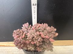 トリックオアトリート ぼのぼのさん苗 抜き苗 第四種郵便 - メルカリ