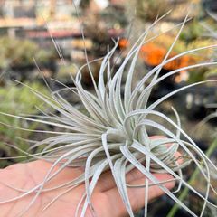 チランジア チャペウエンシス Tillandsia chapeuensis＊エアプランツ＠フラワーショップ江口