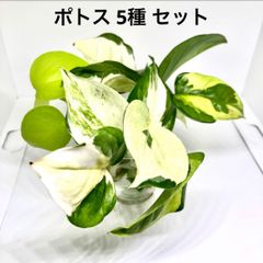 ポトス グローバル　ポトスライム　 グローバルグリーン ポトスステータス  ポトスエメラルド　5種セット　トップカット苗