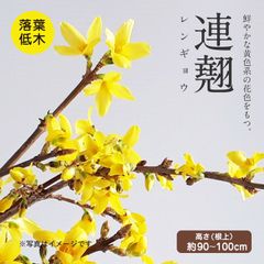 連翹～レンギョウ～