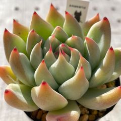 シャキノ　多肉植物　エケベリア　韓国苗