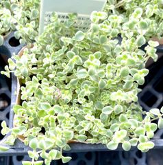 リトルミッシー　セダム　多肉植物