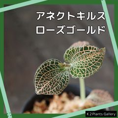 ジュエルオーキッド　アネクトキルス　'ローズゴールド' アノエクトキルス　anoectochilusのサムネイル