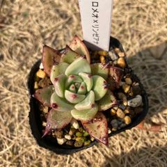 ロメオ×リンゼアナ　ファームパルク苗　多肉植物　モフ多肉　エケベリア