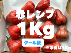 【クール便】※希少 〈赤レンブ〉 1Kg (傷あり品)