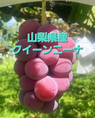 あいあい様専用クイーンニーナ2房1kg