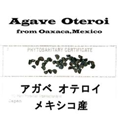 2月入荷 20粒+ アガベ オテロイ チタノタ FO-76 種 種子 証明書