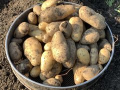 【無農薬栽培 お子様にも安心♪】北海道 十勝産 メークイン 10kg 無農薬 手選別 じゃがいも 芋 ジャガイモ 野菜 (規格外)
