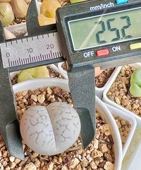 綾耀玉 2.5cm 1点 3年苗 多肉植物 リトープス コノフィツム 抜き苗 メルカリ便