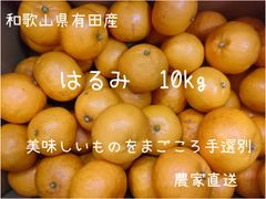 はるみ　みかん　オレンジ　10kg　減農薬　国産　和歌山県産　小玉