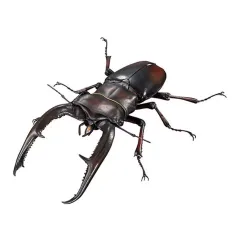 【中古】トレーディングフィギュア マンディブラリスフタマタクワガタ(赤褐色) 「いきもの大図鑑アドバンス ギラファノコギリクワガタとマンディブラリスフタマタクワガタ」