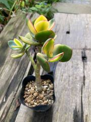 金のなる木　花月　班入り