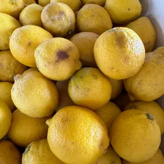わけあり(シワシワなど)国産レモン 約2kg 福岡県産 レモン 防腐剤ワックス不使用 凹みあり  シワシワ　スカスカなど　土づくり化学肥料農薬不使用