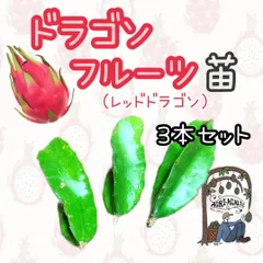 専用出品福岡県産　ドラゴンフルーツ　カット苗イエローピタヤ8本 楽天市場】【ふるさと納税】＜数量限定＞鹿児島県産！ 黄金