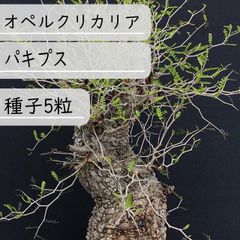 【種子】オペルクリカリア・パキプス　種子5粒