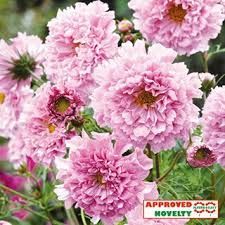 【花の種】コスモス　ダブルクリックローズボンボン　３０粒　秋桜　こすもす