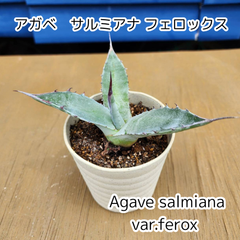 【抜き苗発送】アガベ　サルミアナ フェロックス　Agave salmiana var.ferox　2025.4.11Asf1